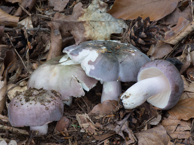 Russula ionochlora